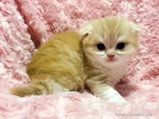 ID：2101-00075の子猫