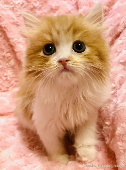 ID：2109-00525の子猫