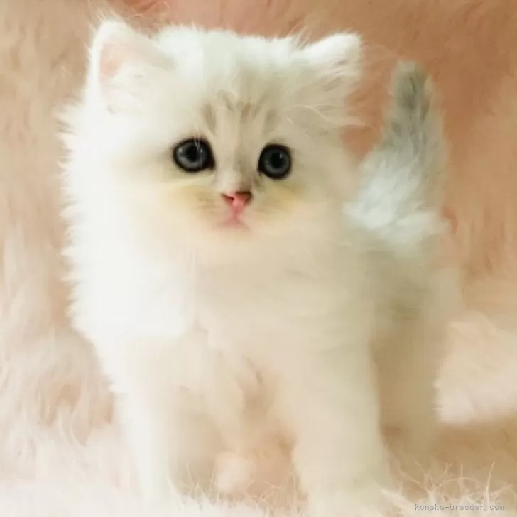 ID：2406-02794の子猫