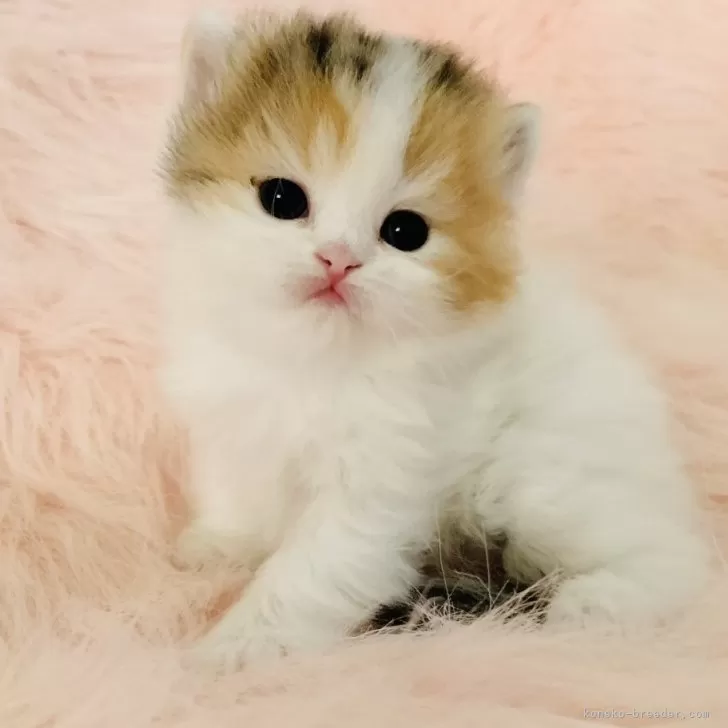ID:1804-01851の子猫