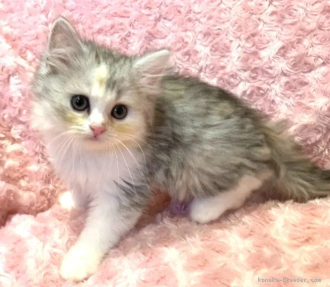 ID:2106-01221の子猫