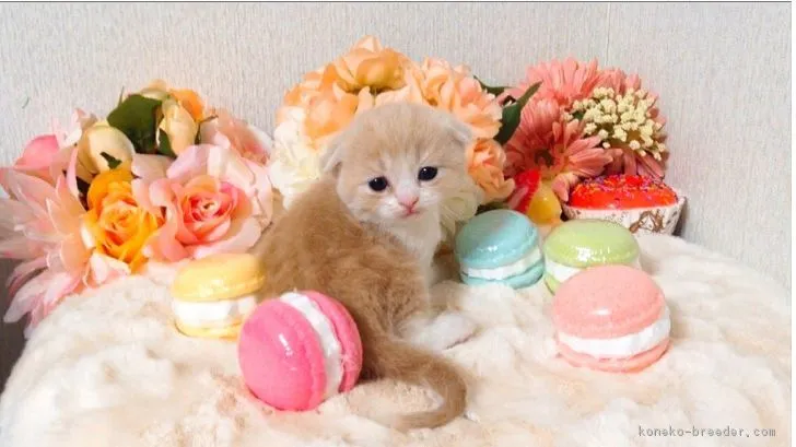 ID:1804-00128の子猫