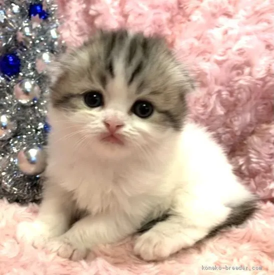 ID：2102-01473の子猫