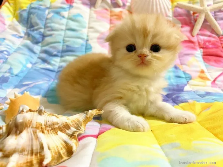ID:1908-00385の子猫