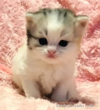 ID：2102-00229の子猫