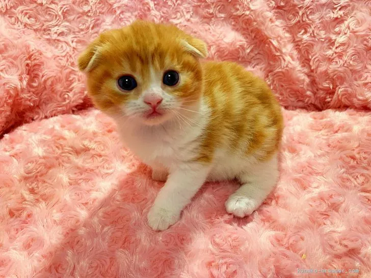 ID：2004-00909の子猫