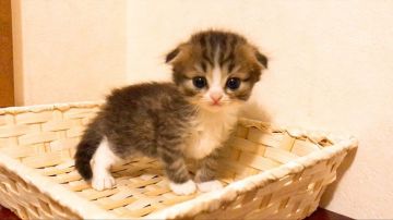 スコティッシュフォールド(折れ耳)【茨城県・男の子・2018年4月1日・ブラウンタビーホワイト(ロングヘアー)（柔らかなロング）】の写真「クリクリお目目の王子さま😻」