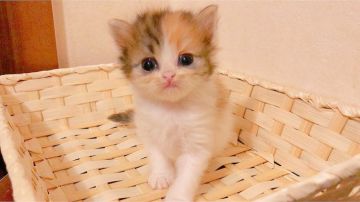 スコティッシュフォールド(立ち耳)【茨城県・女の子・2018年4月1日・キャリコ(ロングヘアー)（柔らかなロング）】の写真「おしとやかなお姫さま😻」