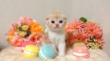 スコティッシュフォールド(折れ耳)【茨城県・男の子・2018年3月1日・クリームタビーホワイト（ふわふわなショートヘアー）】の写真「美男子の甘えん坊くん😼」