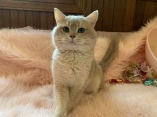 ブリティッシュショートヘア【・男の子・2023年8月5日・ライラックゴールデン】