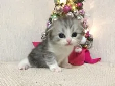 スコティッシュフォールド(折れ耳)【茨城県・男の子・2017年11月22日・シルバータビーアンドホワイト】の写真1「12/12に撮影致しました。ご覧の通り、お目目が大きく丸々とイケメンな男の子です😼❤️」