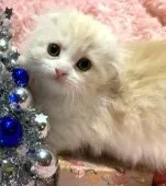 スコティッシュフォールド(折れ耳)【茨城県・女の子・2020年12月21日・】の写真1「最高の美猫ちゃんです🌸」