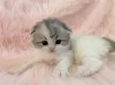 スコティッシュフォールド(折れ耳)【茨城県・女の子・2024年2月15日・ダイリュートキャリコ】の写真2