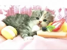 スコティッシュフォールド(立ち耳)【茨城県・女の子・2018年9月3日・シルバータビーホワイト】の写真2「美味しぃ〜にゃん🍰🍬」