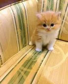 スコティッシュフォールド(立ち耳)【茨城県・男の子・2018年5月13日・レッドタビーホワイト】の写真3「甘えん坊で、いつも人の後ろをついて歩いて来ますよ😽」