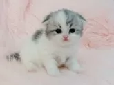 スコティッシュフォールド(折れ耳)【茨城県・女の子・2024年2月15日・ダイリュートキャリコ】の写真3