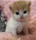 スコティッシュフォールド(立ち耳)【茨城県・女の子・2020年7月30日・レッドタビーホワイト】の写真3