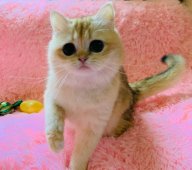 ブリティッシュショートヘア【・女の子・2024年5月20日・ブラックゴールデンシェル】