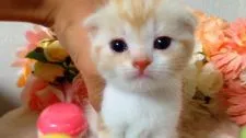 スコティッシュフォールド(折れ耳)【茨城県・男の子・2018年3月1日・】の写真4「カッコよく撮れたかな？😼✨」