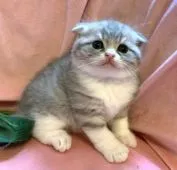 スコティッシュフォールド(折れ耳)【茨城県・男の子・2022年5月5日・ブルータビーホワイト】の写真4