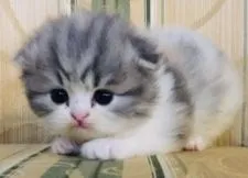 スコティッシュフォールド(折れ耳)【茨城県・女の子・2019年7月11日・ダイリュートキャリコ】の写真5「これ程の美猫ちゃんはなかなかいません。」