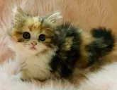 スコティッシュフォールド(立ち耳)【茨城県・女の子・2025年9月25日・キャリコ(三毛)】の写真10