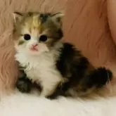 スコティッシュフォールド(立ち耳)【茨城県・女の子・2025年9月25日・キャリコ(三毛)】の写真13