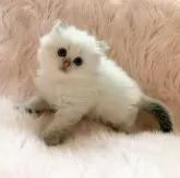 ブリティッシュロングヘア【茨城県・男の子・2025年8月25日・シルバーポイント】の写真14