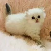 ブリティッシュロングヘア【茨城県・男の子・2025年8月25日・シルバーポイント】の写真15