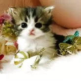 スコティッシュフォールド(立ち耳)【茨城県・男の子・2025年9月25日・ブラウンタビーホワイト🐬】の写真15