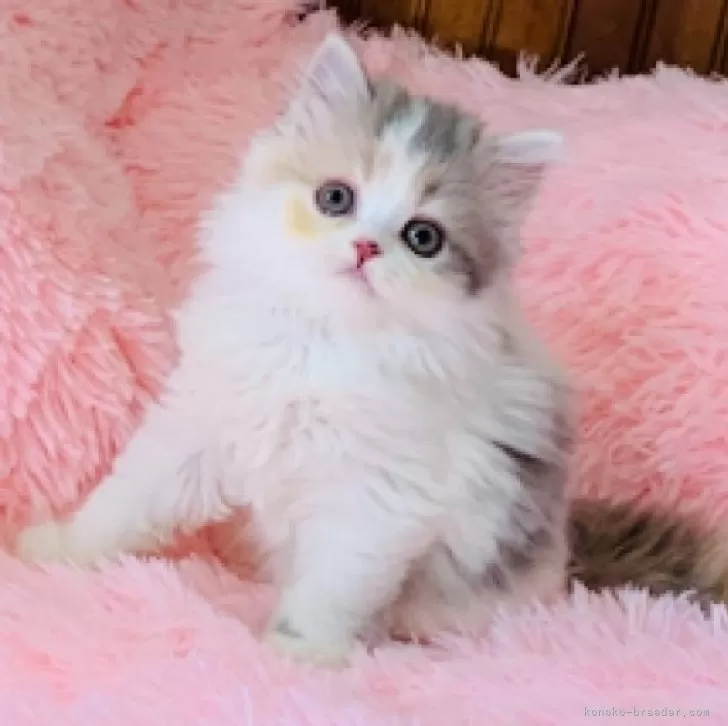 ID：2504-03101の子猫
