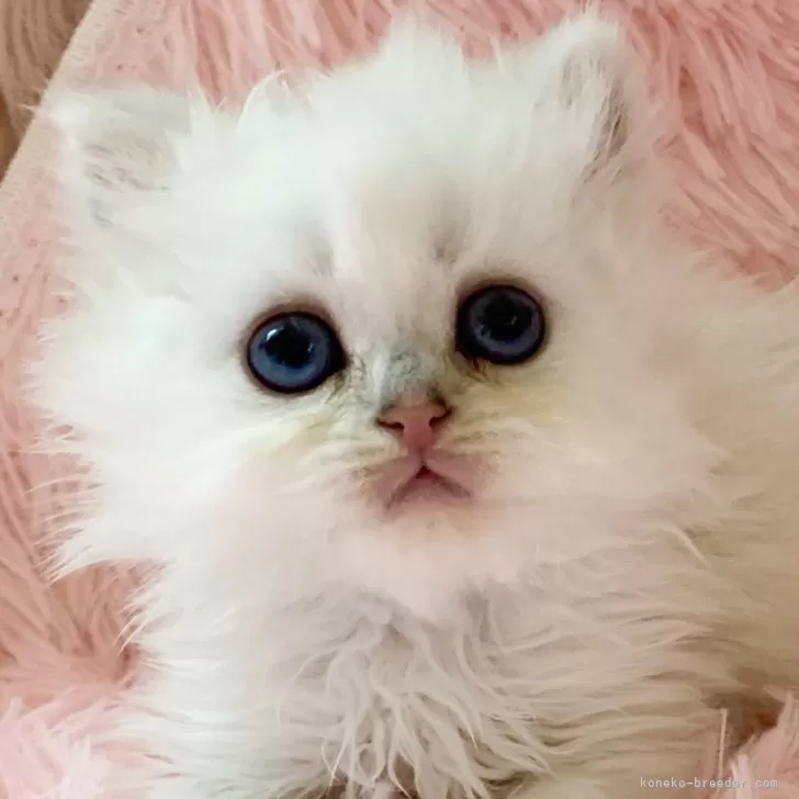 ID：2603-01087の子猫