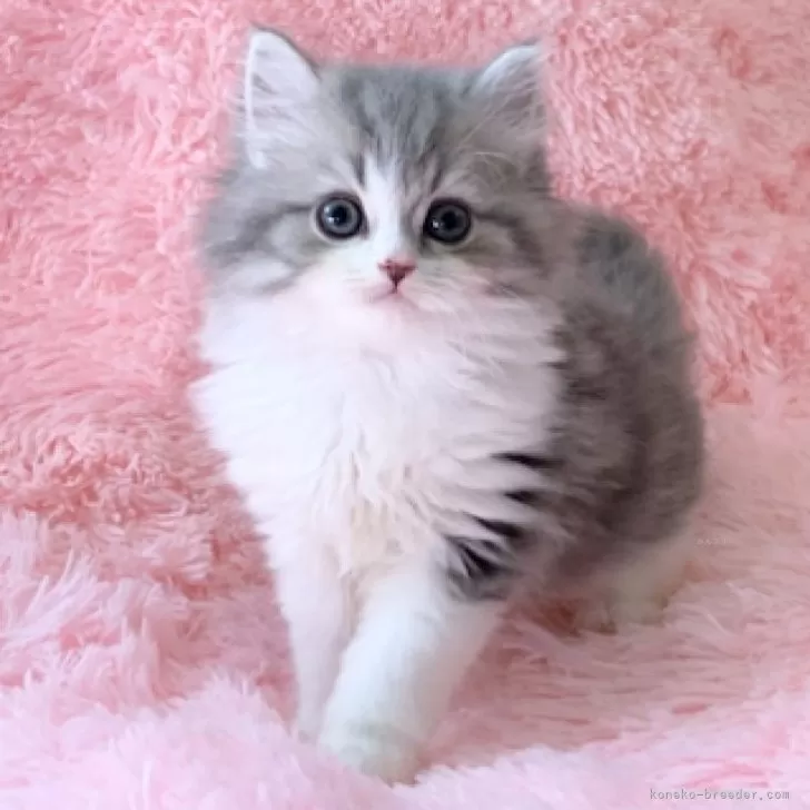 ID:2504-03098の子猫