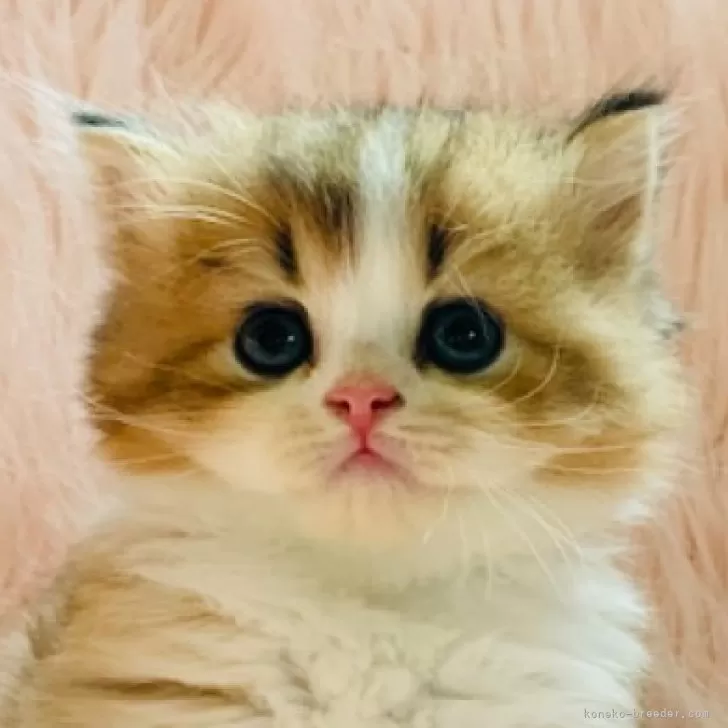 ID:2506-01106の子猫