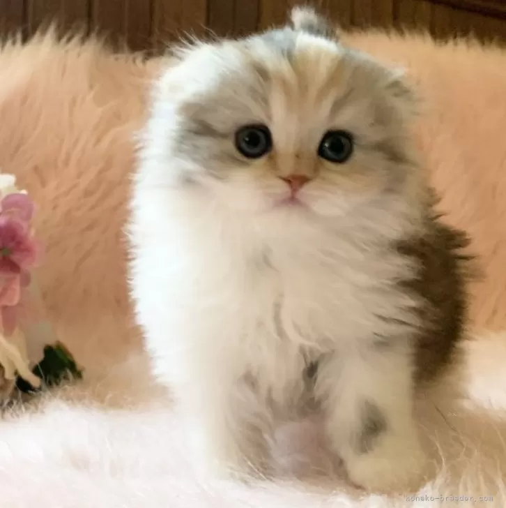 ID:2410-00862の子猫