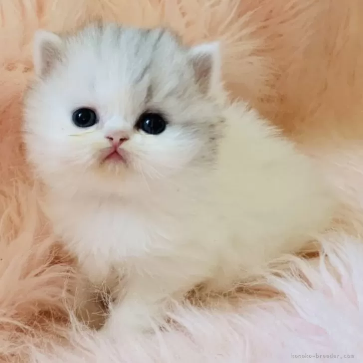 ID:2411-02778の子猫