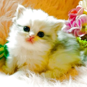 スコティッシュフォールド(立ち耳)【茨城県・女の子・2025年10月25日・ブルータビーホワイト（セミロングヘアー）】の写真「両親ダブルグランドチャンピオン🏆おっとり甘えっ子」