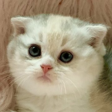 スコティッシュフォールド(折れ耳)【茨城県・女の子・2026年3月3日・ダイリュートキャリコ（ショートヘアー）】の写真「両親ダブルグランドチャンピオン🏆おっとり甘えっ子」