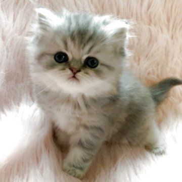 スコティッシュフォールド(立ち耳)【茨城県・女の子・2025年9月27日・ブルータビーホワイト🍬（セミロングヘアー🐣）】の写真「両親ダブルグランドチャンピオン🏆タイニーキュート」