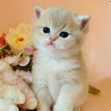 ブリティッシュショートヘア【茨城県・女の子・2025年12月20日・ライラックゴールデン（ショートヘアー🐣）】の写真「両親チャンピオン🏆抱っこ大好き甘えっ子姫」