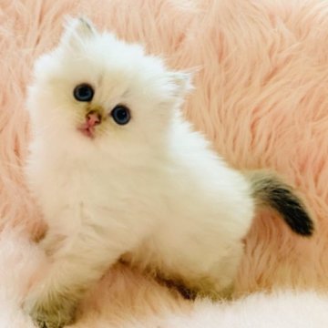 ブリティッシュロングヘア【茨城県・男の子・2025年8月25日・シルバーポイント（セミロングヘア）】の写真「両親ダブルグランドチャンピオン🏆ゴロゴロ甘えっ子」