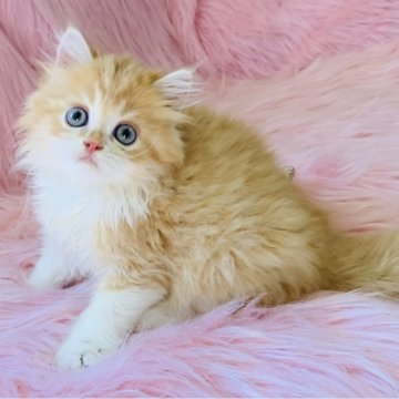 スコティッシュフォールド(立ち耳)