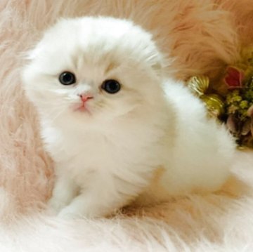 スコティッシュフォールド(折れ耳)【茨城県・男の子・2025年10月25日・クリームタビーホワイト（セミロングヘアー）】の写真「両親ダブルグランドチャンピオン🏆抱っこ大好き王子」