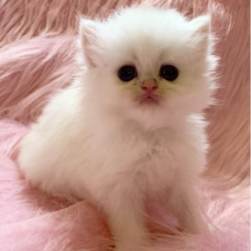 ブリティッシュロングヘア