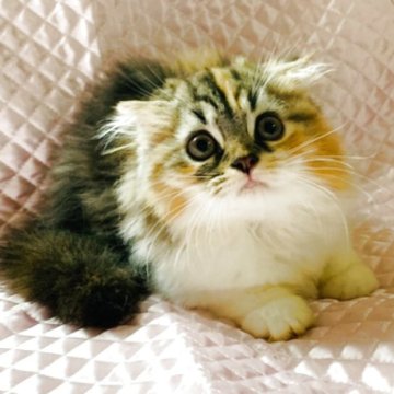スコティッシュフォールド(折れ耳)【茨城県・女の子・2025年4月11日・🐣キャリコ(三毛)（セミロングヘアー）】の写真「両親ダブルグランドチャンピオン🏆ゴロゴロ甘えっ子」