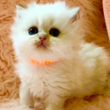 ブリティッシュロングヘア【茨城県・男の子・2026年2月1日・シルバーポイント（セミロングヘアー）】の写真「両親ダブルグランドチャンピオン🏆ブルーアイの王子」