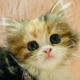 スコティッシュフォールド(立ち耳)