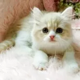 スコティッシュフォールド(立ち耳)