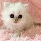 ブリティッシュロングヘア