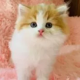 スコティッシュフォールド(立ち耳)